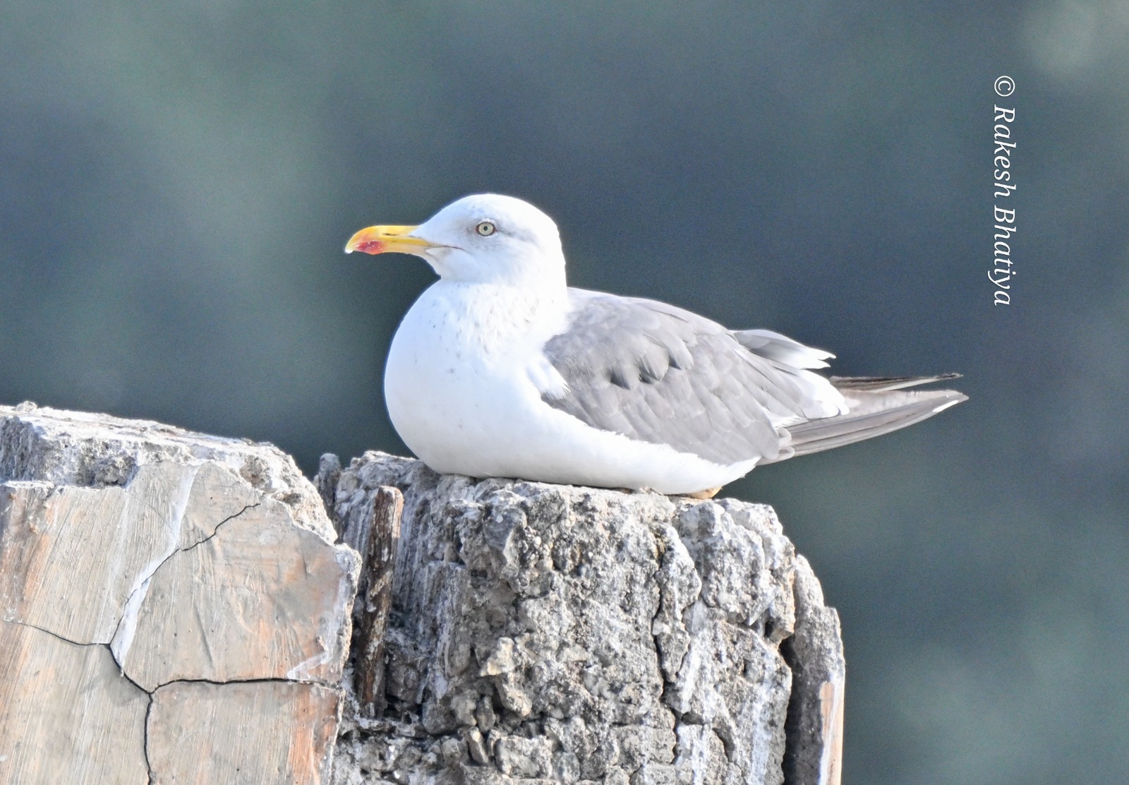 Caspian Gull
